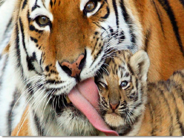 Охрана    Амурский тигр занесён в Красную книгу России. В апреле 2007 года эксперты Всемирного фонда дикой природы объявили , что популяция амурских тигров достигла столетнего максимума и что тигр больше не находится на грани вымирания. 