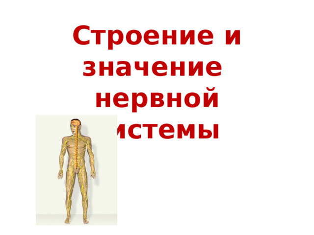 Строение и значение  нервной системы 