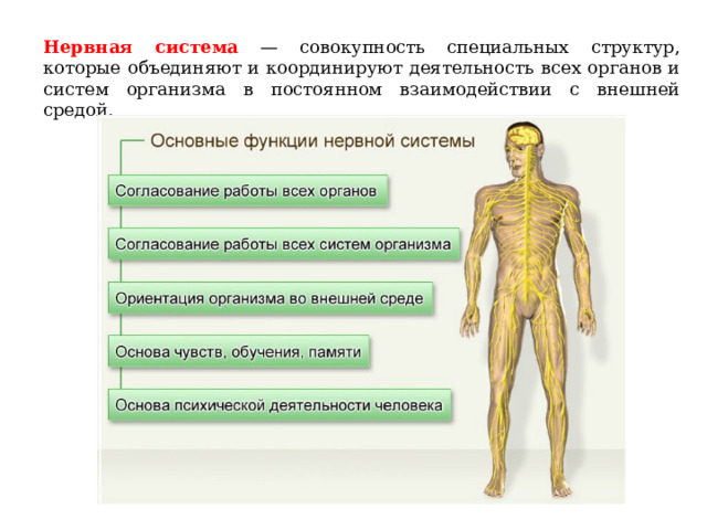 Нервная система — совокупность специальных структур, которые объединяют и координируют деятельность всех органов и систем организма в постоянном взаимодействии с внешней средой. 
