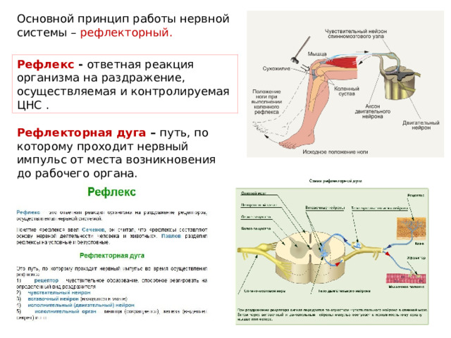Основной принцип работы нервной системы – рефлекторный. Рефлекс - ответная реакция организма на раздражение, осуществляемая и контролируемая ЦНС .  Рефлекторная дуга – путь, по которому проходит нервный импульс от места возникновения до рабочего органа. 
