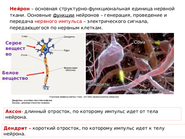 Нервная система