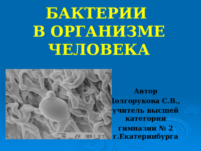 БАКТЕРИИ  В ОРГАНИЗМЕ ЧЕЛОВЕКА Автор Долгорукова С.В., учитель высшей категории гимназии № 2 г.Екатеринбурга 