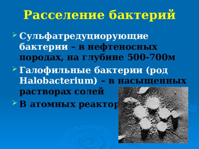 Расселение бактерий Сульфатредуциорующие бактерии – в нефтеносных породах, на глубине 500-700м Галофильные бактерии (род Halobacterium)  – в насыщенных растворах солей В атомных реакторах   