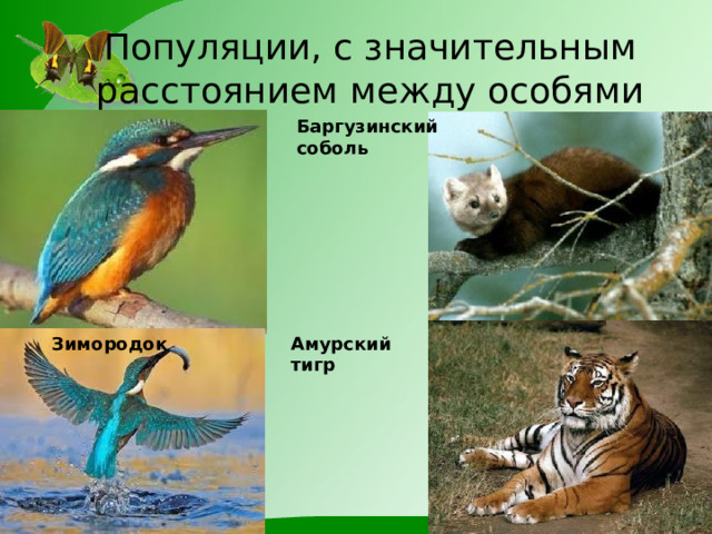 Популяции, с значительным расстоянием между особями Баргузинский соболь Зимородок Амурский тигр 
