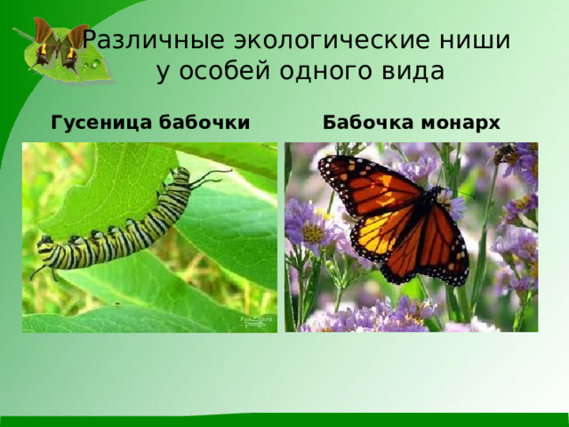 Различные экологические ниши  у особей одного вида Гусеница бабочки Бабочка монарх 