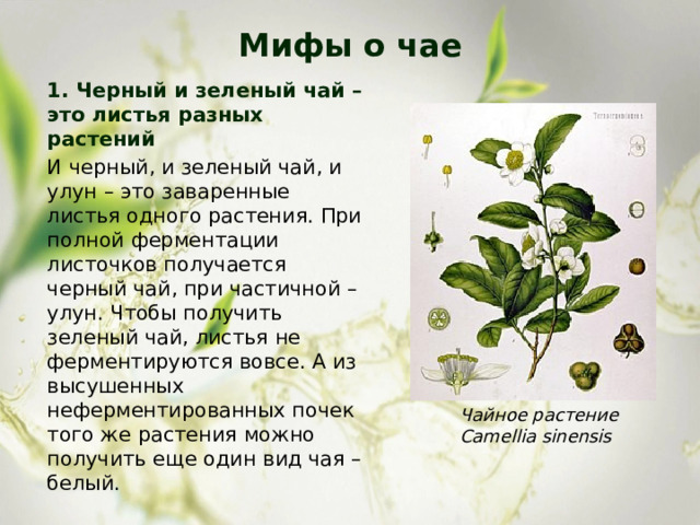 Мифы о чае   1. Черный и зеленый чай – это листья разных растений И черный, и зеленый чай, и улун – это заваренные листья одного растения. При полной ферментации листочков получается черный чай, при частичной – улун. Чтобы получить зеленый чай, листья не ферментируются вовсе. А из высушенных неферментированных почек того же растения можно получить еще один вид чая – белый. Чайное растение Camellia sinensis 