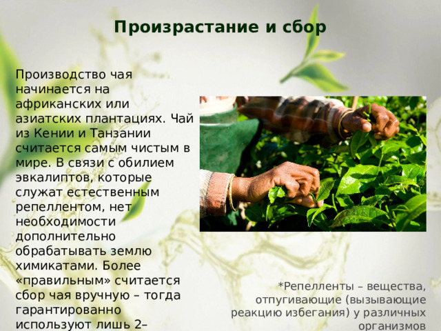 Произрастание и сбор   Производство чая начинается на африканских или азиатских плантациях. Чай из Кении и Танзании считается самым чистым в мире. В связи с обилием эвкалиптов, которые служат естественным репеллентом, нет необходимости дополнительно обрабатывать землю химикатами. Более «правильным» считается сбор чая вручную – тогда гарантированно используют лишь 2–3 верхних листочка и почку. *Репелленты – вещества, отпугивающие (вызывающие реакцию избегания) у различных организмов 