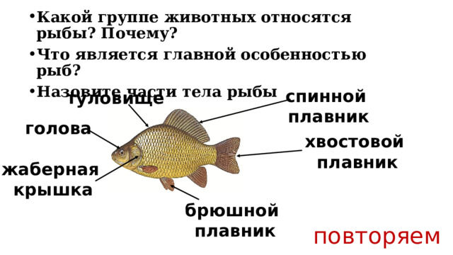 Какой группе животных относятся рыбы? Почему? Что является главной особенностью рыб? Назовите части тела рыбы туловище спинной плавник голова хвостовой плавник жаберная крышка брюшной плавник повторяем 