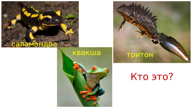 саламандра квакша тритон Кто это?  