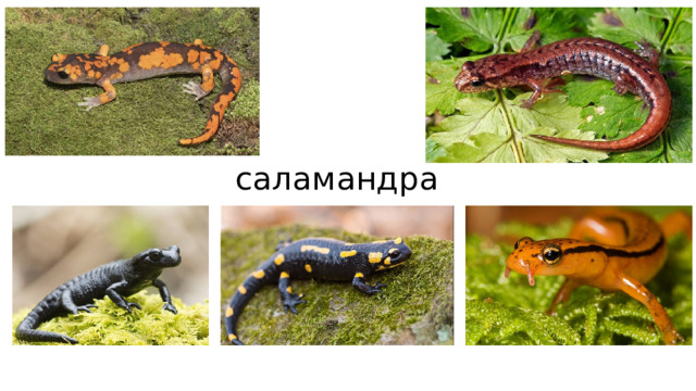 саламандра 