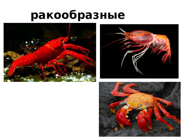 ракообразные 