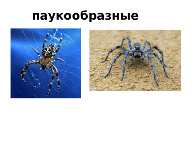 паукообразные 