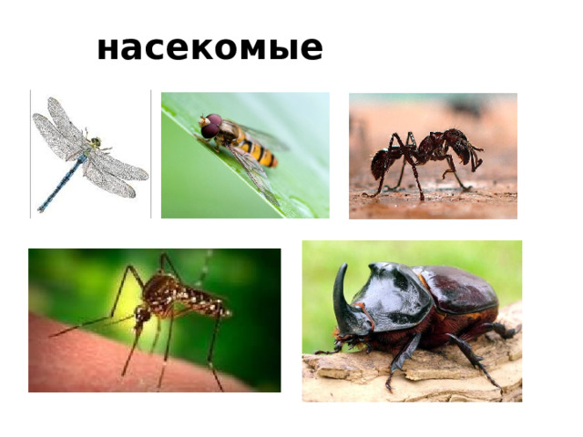 насекомые 