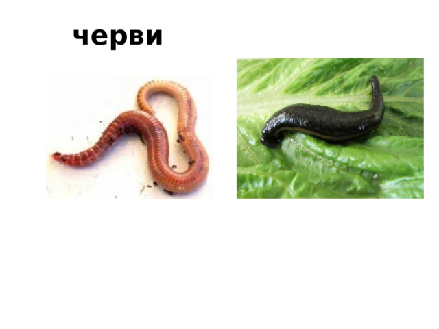 черви 