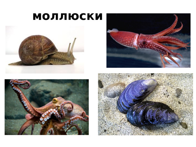 моллюски 