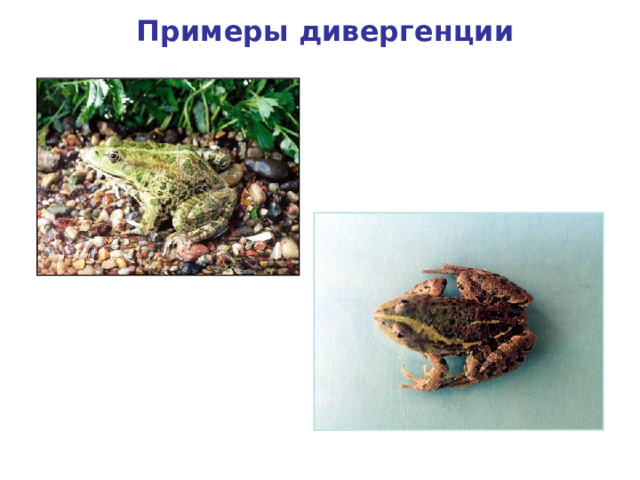 Примеры дивергенции Различие в окраске лягушки озерной 