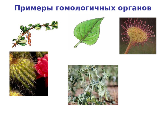 Примеры гомологичных органов Черешковый простой лист сирени насекомоядный лист росянки колючки барбариса и кактуса усик гороха 