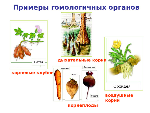 Примеры гомологичных органов дыхательные корни корневые клубни воздушные корни корнеплоды 