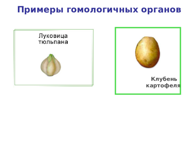 Примеры гомологичных органов  Клубень картофеля 