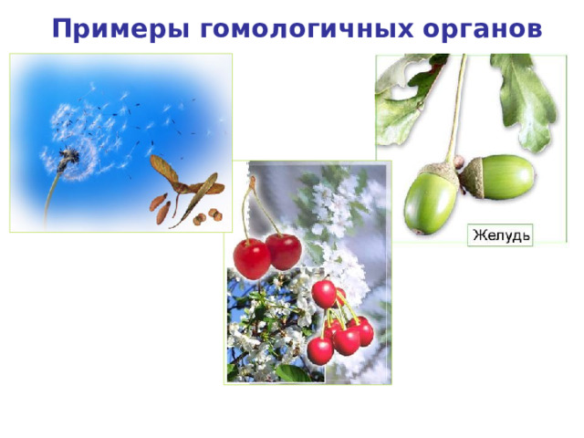 Примеры гомологичных органов Парашютик одуванчика Крылатка клена дуба Костянка вишни 