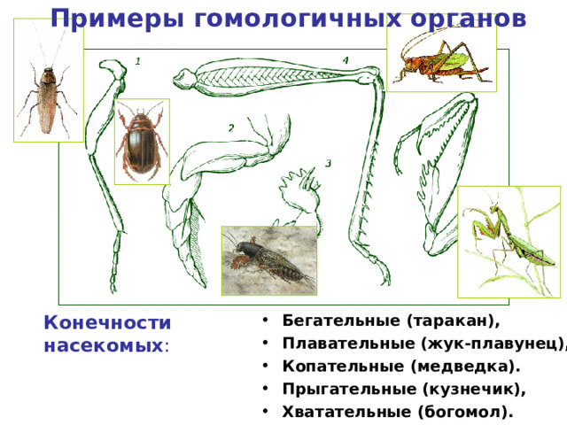 Примеры гомологичных органов Бегательные (таракан), Плавательные (жук-плавунец), Копательные (медведка). Прыгательные (кузнечик), Хватательные (богомол).  Конечности насекомых : 
