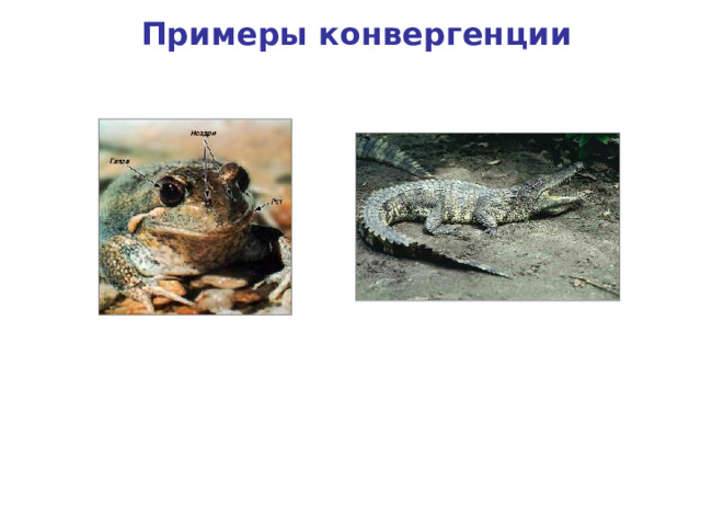 Примеры конвергенции Крокодил Лягушка 