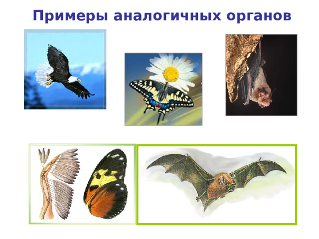 Примеры аналогичных органов Крыло птицы Крыло летучей мыши Крыло бабочки 