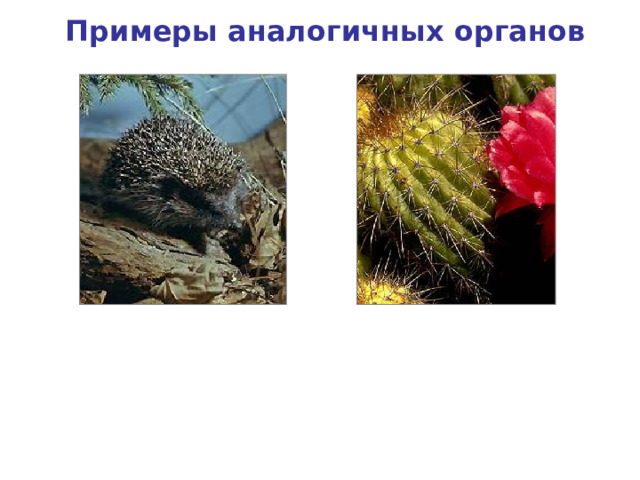 Примеры аналогичных органов Колючки кактуса Колючки ежа 