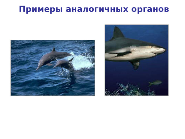 Примеры аналогичных органов Плавники рыбы Конечности дельфина 