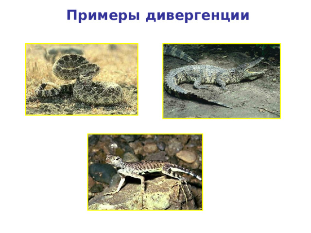 Примеры дивергенции Змея Крокодил Ящерица 