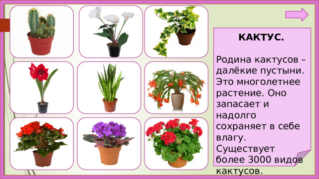 . КАКТУС.  Родина кактусов – далёкие пустыни. Это многолетнее растение. Оно запасает и надолго сохраняет в себе влагу. Существует более 3000 видов кактусов. 