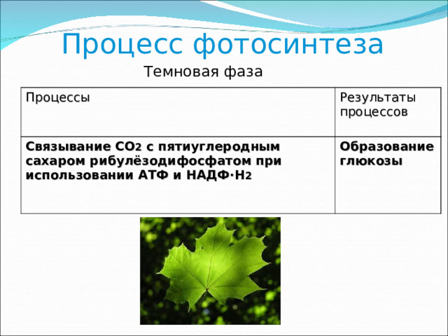 Процесс фотосинтеза Темновая фаза Процессы Результаты процессов Связывание CO 2 с пятиуглеродным сахаром рибулёзодифосфатом при использовании АТФ и НАДФ·H 2   Образование глюкозы  