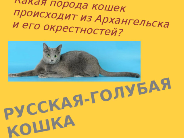 Русская-голубая кошка Какая порода кошек происходит из Архангельска и его окрестностей? 