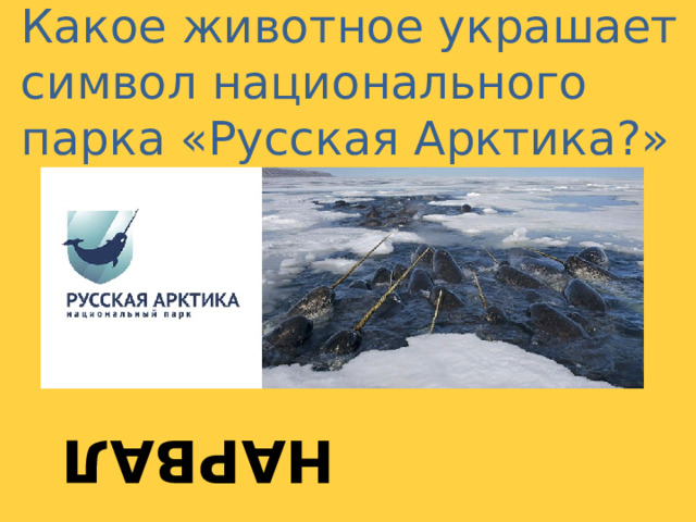  нарвал Какое животное украшает символ национального парка «Русская Арктика?» 