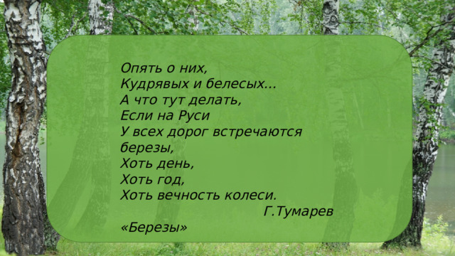 Опять о них,  Кудрявых и белесых…  А что тут делать,  Если на Руси  У всех дорог встречаются березы,  Хоть день,  Хоть год,  Хоть вечность колеси.  Г.Тумарев «Березы» 