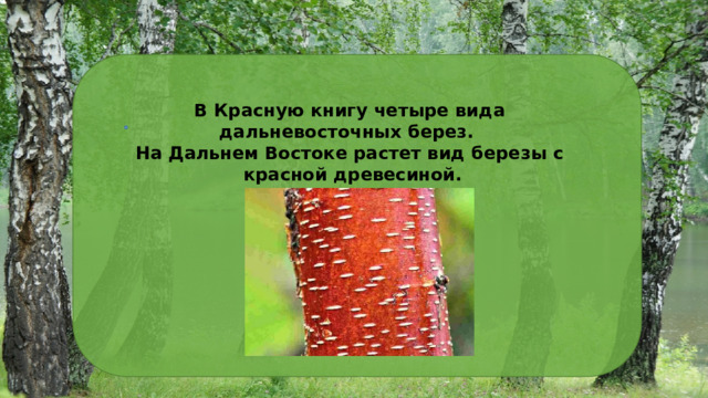 В Красную книгу четыре вида дальневосточных берез. На Дальнем Востоке растет вид березы с красной древесиной. 