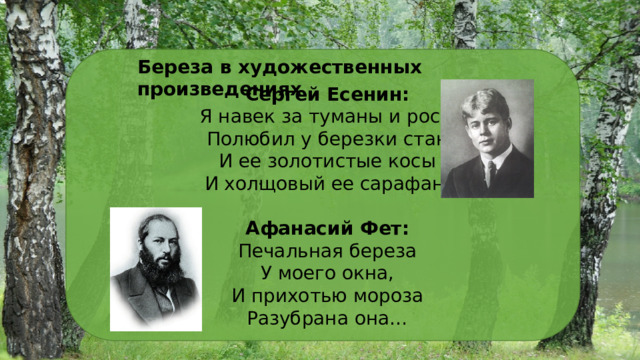 Береза в художественных произведениях Сергей Есенин: Я навек за туманы и росы Полюбил у березки стан И ее золотистые косы И холщовый ее сарафан. Афанасий Фет: Печальная береза У моего окна, И прихотью мороза Разубрана она… . 