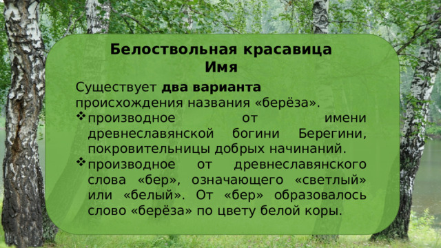 Белоствольная красавица Имя Существует два варианта происхождения названия «берёза». производное от имени древнеславянской богини Берегини, покровительницы добрых начинаний. производное от древнеславянского слова «бер», означающего «светлый» или «белый». От «бер» образовалось слово «берёза» по цвету белой коры. 