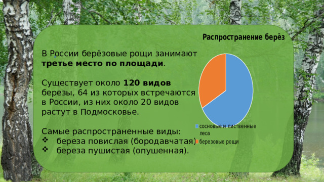 В России берёзовые рощи занимают третье место по площади . Существует около 120 видов березы, 64 из которых встречаются в России, из них около 20 видов растут в Подмосковье. Самые распространенные виды:  береза повислая (бородавчатая)  береза пушистая (опушенная). 