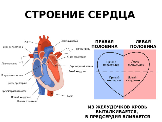 Поворот сердца правым желудочком вперед что это. Строение сердца схема. Общий план строения сердца.