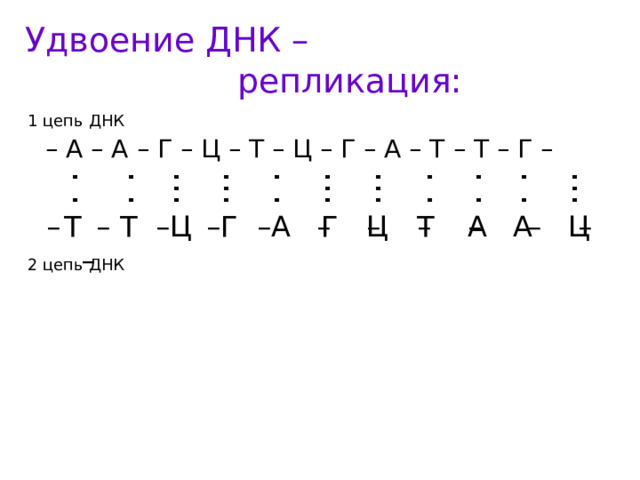 . . . . . . . . . . . . ... ... ... ... ... Удвоение ДНК – репликация: 1 цепь ДНК  – А – А – Г – Ц – Т – Ц – Г – А – Т – Т – Г –  Т Г Г А Ц А А Ц Т Т  – – – – – – – – – – – –  Ц  2 цепь ДНК 