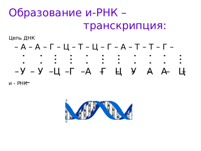 . . . . . . . . . . . . ... ... ... ... ... Образование и-РНК – транскрипция: Цепь ДНК  – А – А – Г – Ц – Т – Ц – Г – А – Т – Т – Г –  У Г Г А Ц А А Ц У У  – – – – – – – – – – – –  Ц  и - РНК 