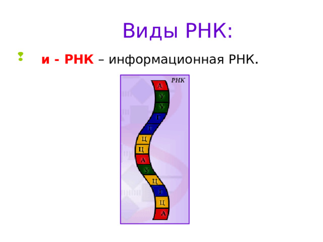 Виды РНК:  и - РНК  – информационная РНК . 