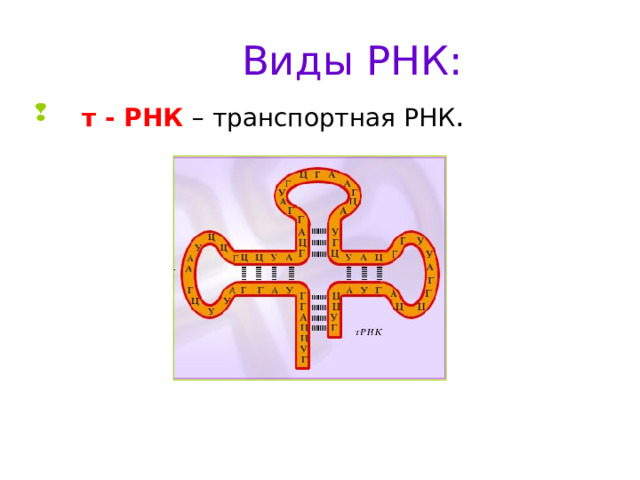 Виды РНК:  т - РНК  – транспортная РНК . 