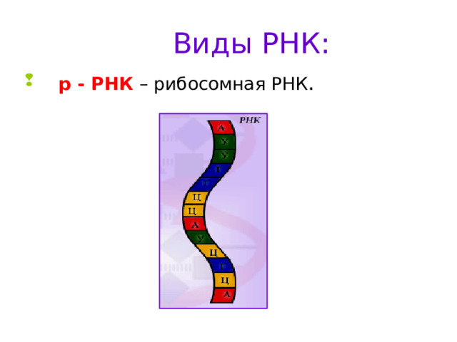 Виды РНК:  р - РНК  – рибосомная РНК . 