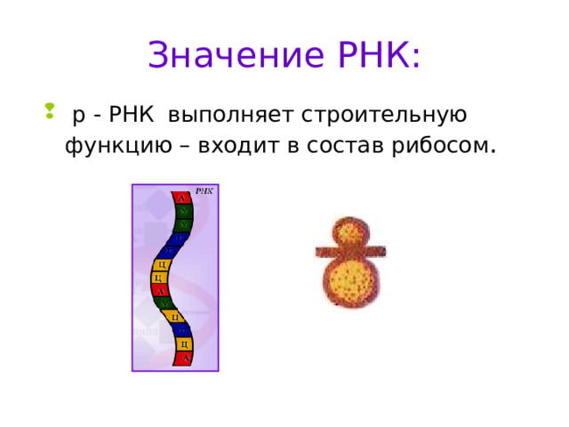 Значение РНК:  р - РНК выполняет строительную функцию – входит в состав рибосом . 