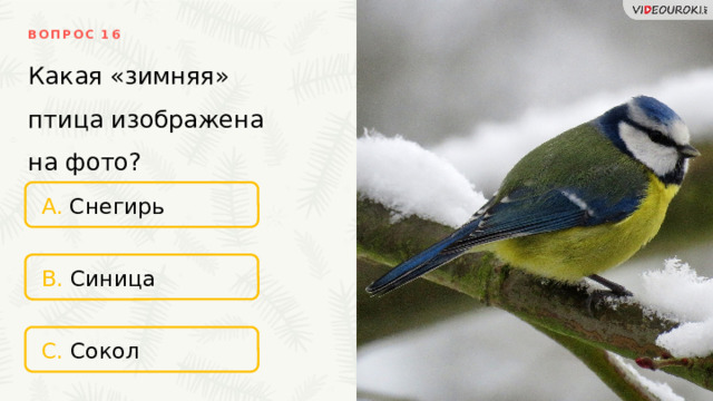 ВОПРОС 16 Какая «зимняя»  птица изображена  на фото? A. Снегирь B. Синица C. Сокол 
