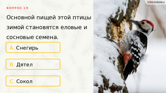 ВОПРОС 19 Основной пищей этой птицы зимой становятся еловые и сосновые семена. A. Снегирь B. Дятел C. Сокол 