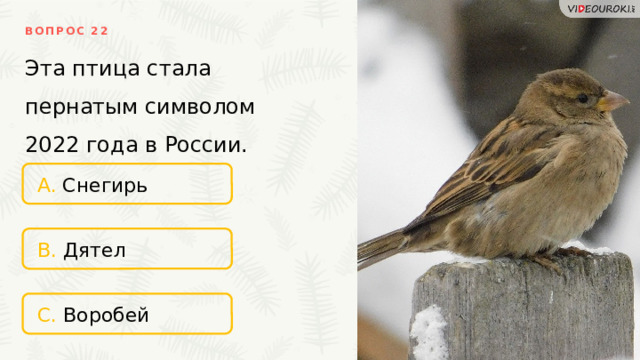 ВОПРОС 22 Эта птица стала пернатым символом 2022 года в России. A. Снегирь B. Дятел C. Воробей 