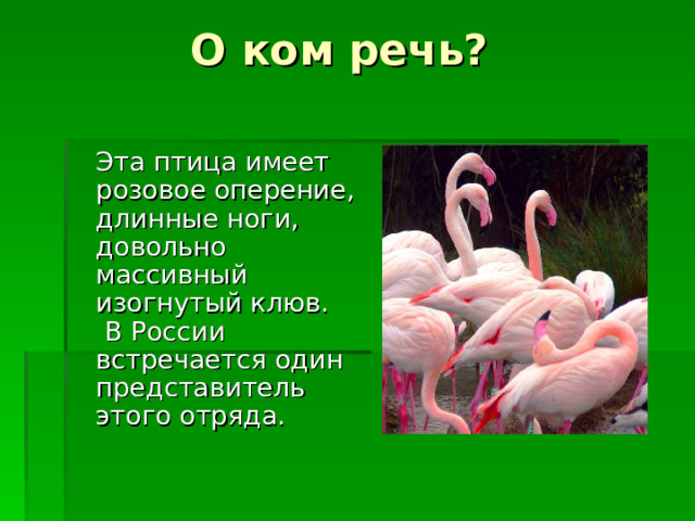  О ком речь?  Эта птица имеет розовое оперение, длинные ноги, довольно массивный изогнутый клюв. В России встречается один представитель этого отряда. 